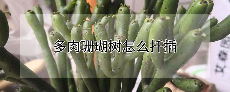 多肉珊瑚樹怎麼扡插