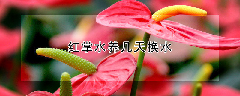 紅掌水養幾天換水