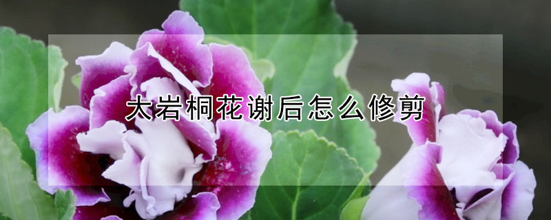 大岩桐花謝後怎麼修剪