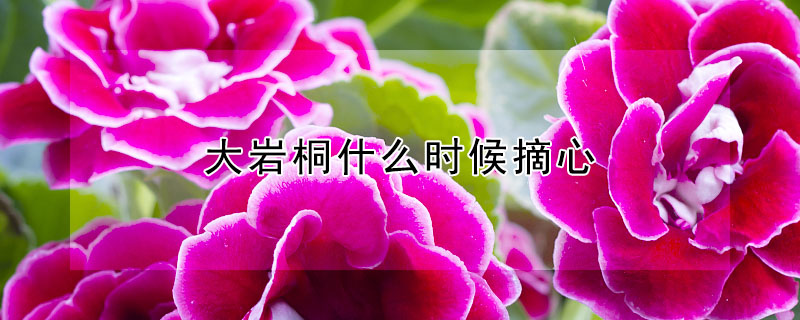 大岩桐什麼時候摘心