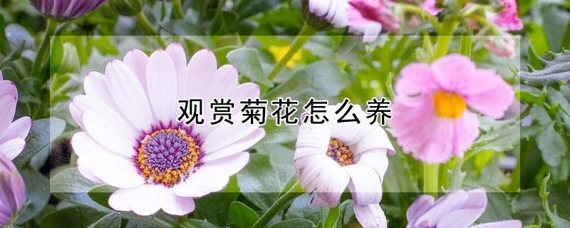 觀賞菊花怎麼養