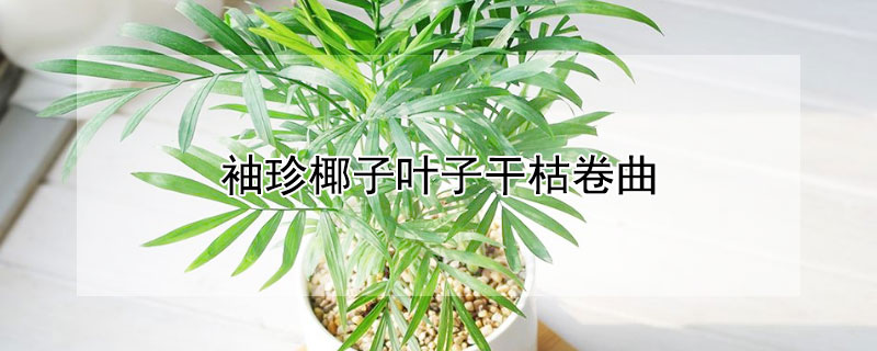 袖珍椰子葉子幹枯卷曲