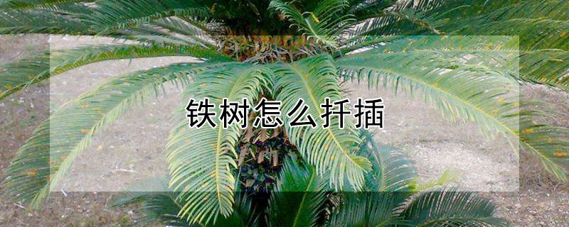 鐵樹怎麼扡插