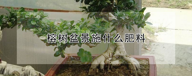 榕樹盆景施什麼肥料