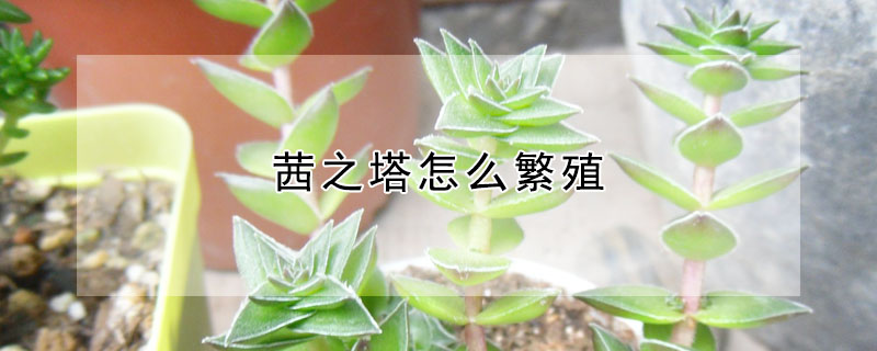 茜之塔怎麼繁殖