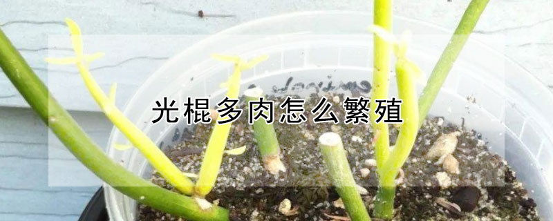 光棍多肉怎麼繁殖