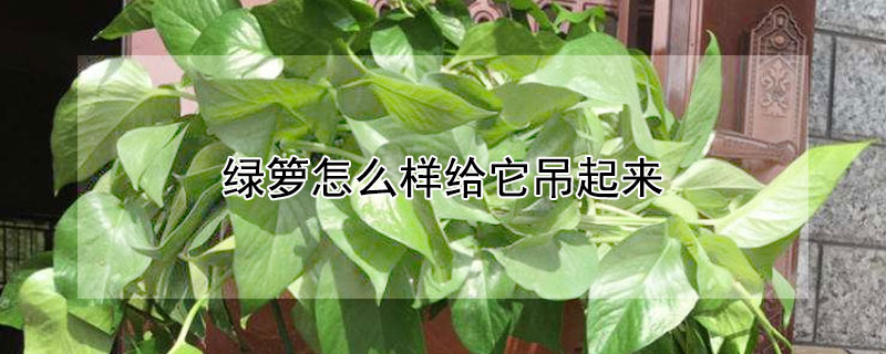 綠籮怎麼樣給它吊起來