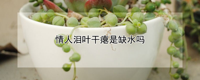情人淚葉幹癟是缺水嗎