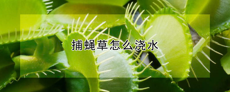 捕蠅草怎麼澆水
