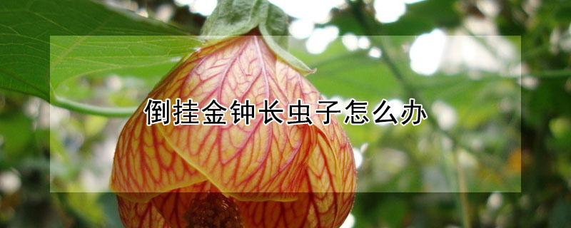 倒掛金鍾長蟲子怎麼辦