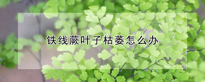 鐵線蕨葉子枯萎怎麼辦