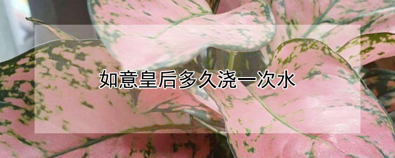 如意皇後多久澆一次水