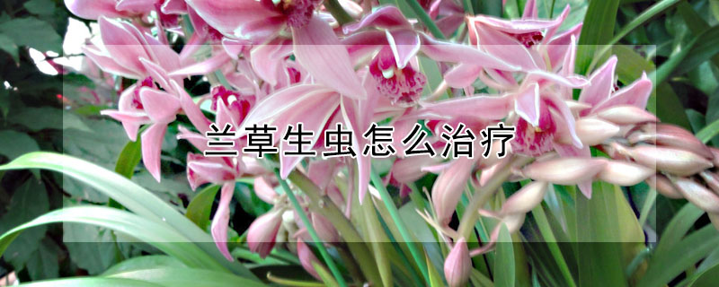 蘭草生蟲怎麼治療