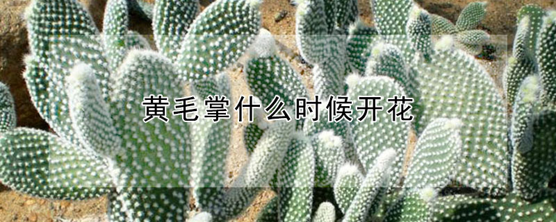 黃毛掌什麼時候開花