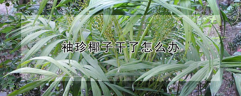袖珍椰子幹了怎麼辦