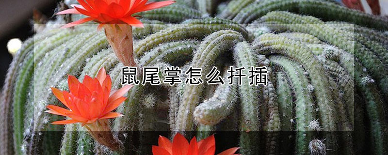 鼠尾掌怎麼扡插