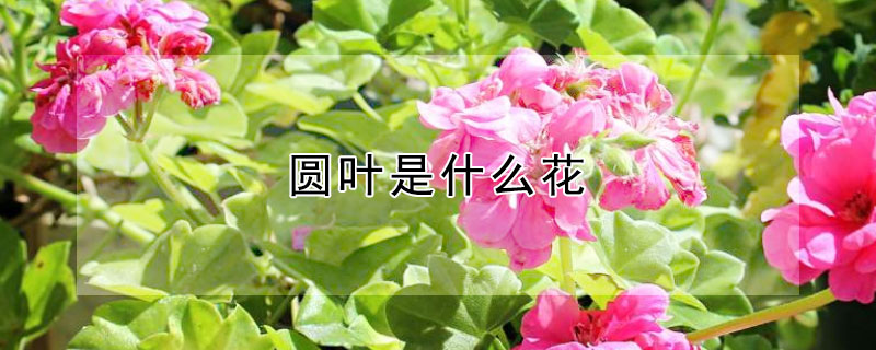 圓葉是什麼花
