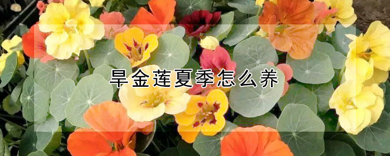 旱金蓮夏季怎麼養