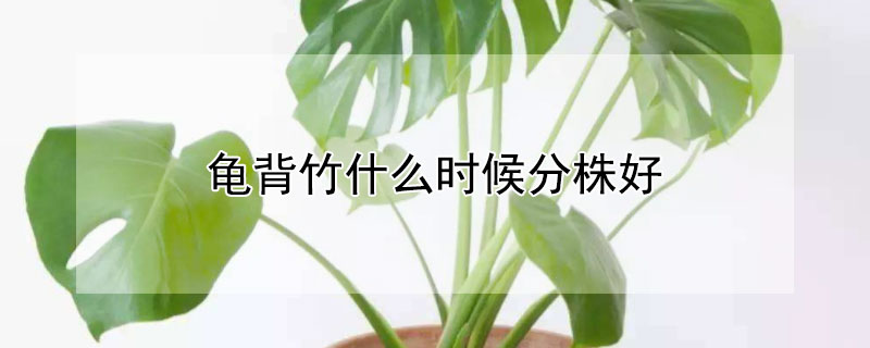 龜背竹什麼時候分株好