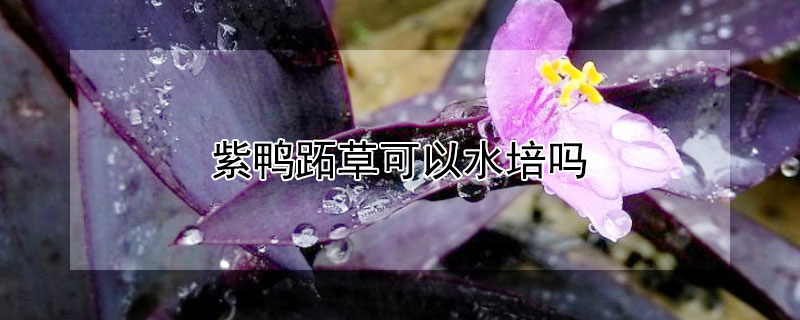 紫鴨蹠草可以水培嗎