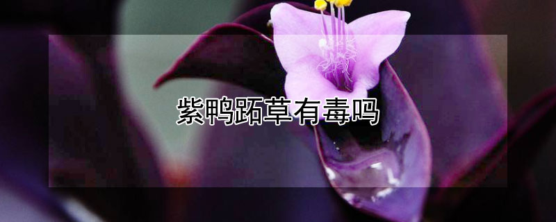 紫鴨蹠草有毒嗎