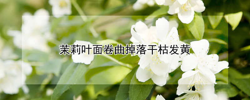茉莉葉麵卷曲掉落幹枯發黃