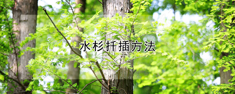 水杉扡插方法