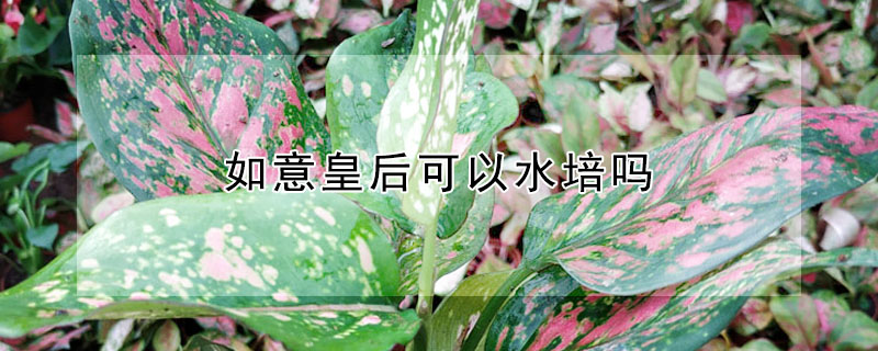 如意皇後可以水培嗎