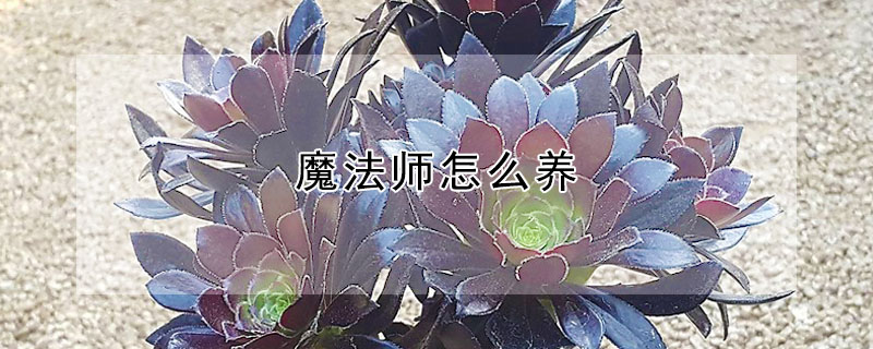 魔法師怎麼養
