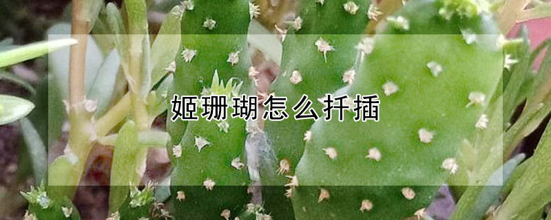 姬珊瑚怎麼扡插