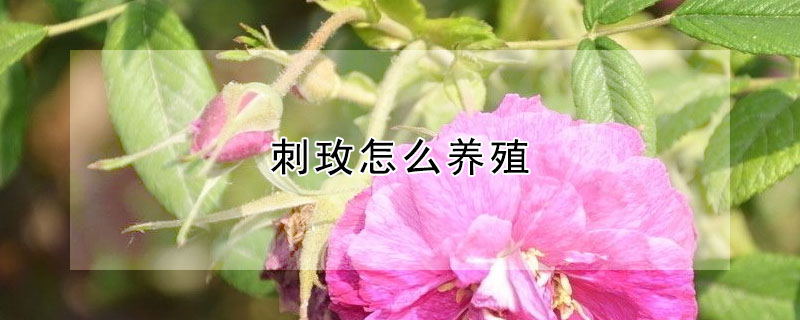 刺玫怎麼養殖