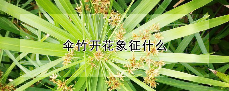 傘竹開花象征什麼