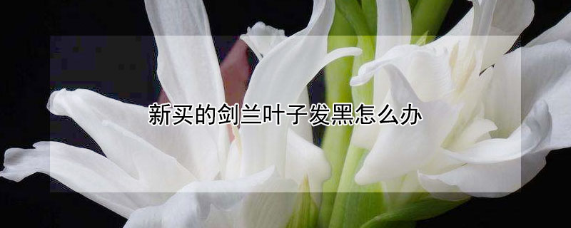 新買的劍蘭葉子發黑怎麼辦