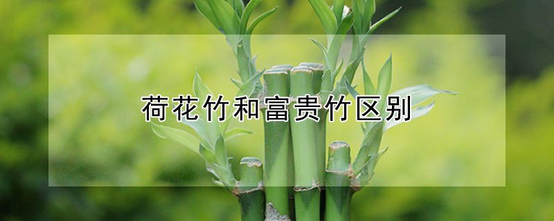 荷花竹和富貴竹區別