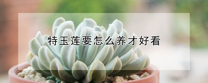 特玉蓮要怎麼養才好看