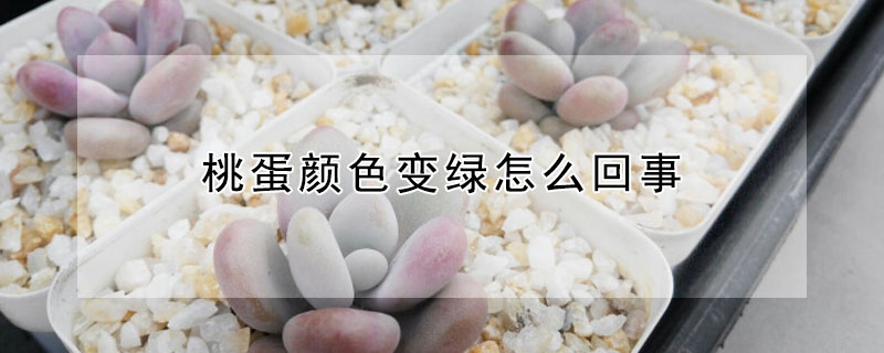 桃蛋顏色變綠怎麼回事