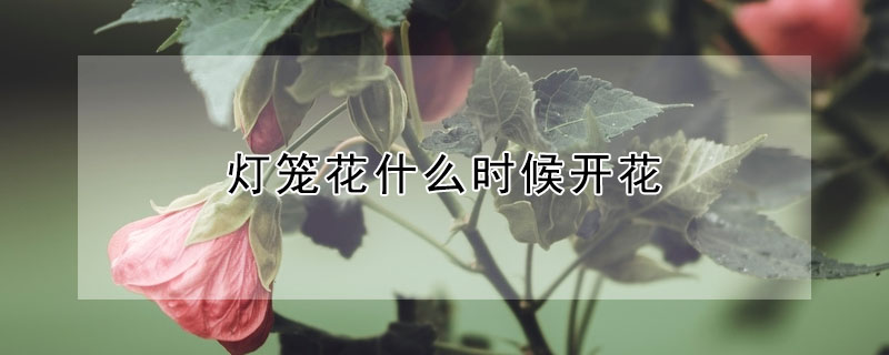 燈籠花什麼時候開花