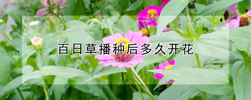 百日草播種後多久開花