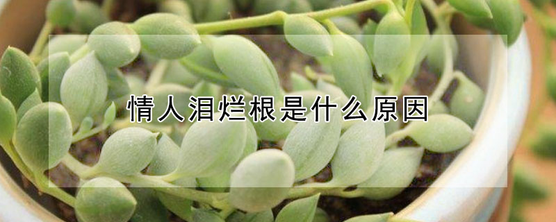 情人淚爛根是什麼原因