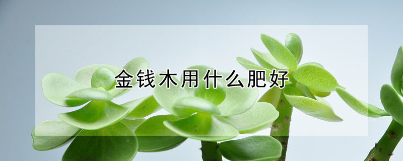 金錢木用什麼肥好