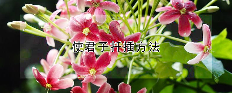 使君子扡插方法