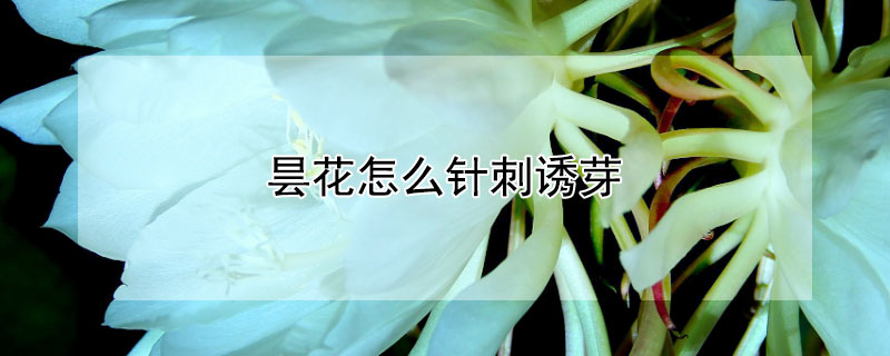 曇花怎麼針刺誘芽