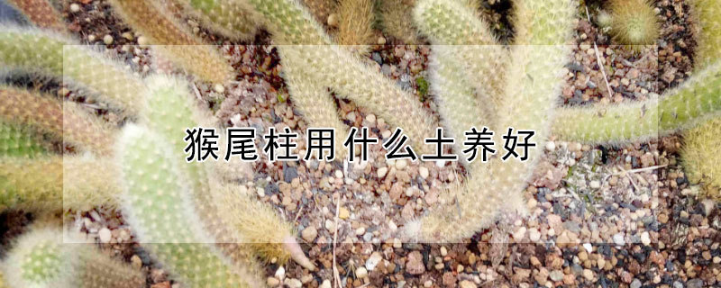 猴尾柱用什麼土養好