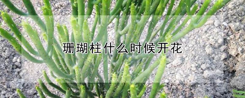 珊瑚柱什麼時候開花