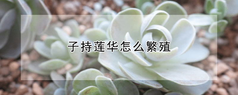 子持蓮華怎麼繁殖
