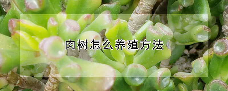 肉樹怎麼養殖方法