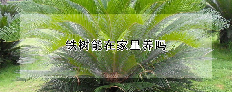 鐵樹能在家裏養嗎