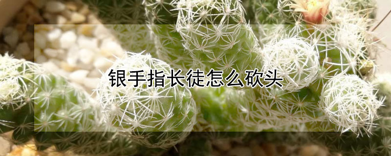 銀手指長徒怎麼砍頭