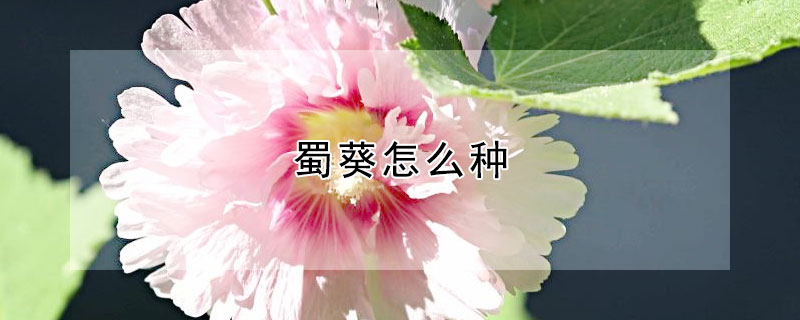 蜀葵怎麼種