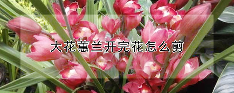 大花蕙蘭開完花怎麼剪